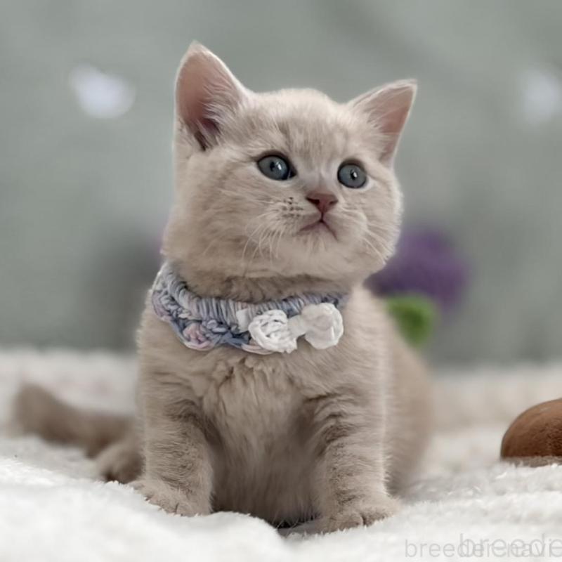 販売中の東京都のマンチカン-138245の9枚目