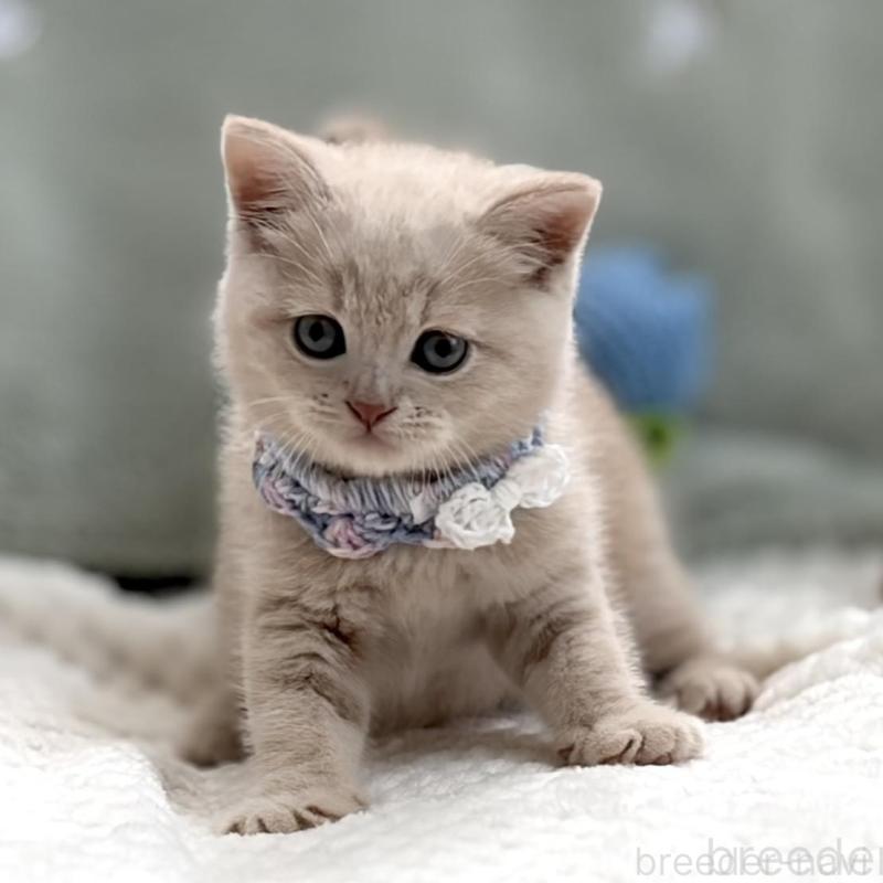 販売中の東京都のマンチカン-138245の8枚目