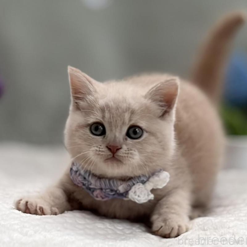 販売中の東京都のマンチカン-138245の7枚目