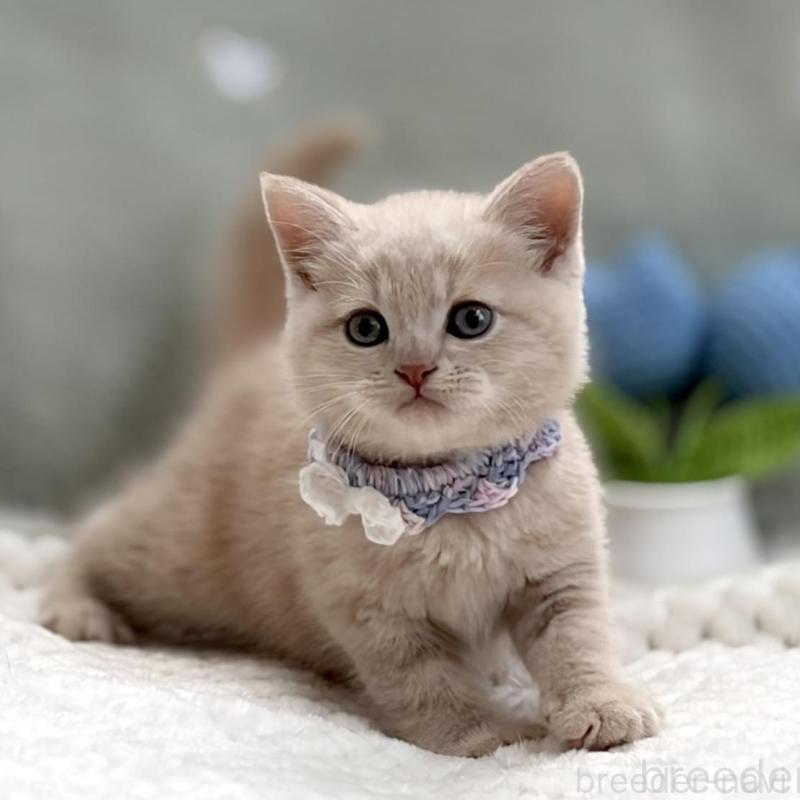 販売中の東京都のマンチカン-138245の6枚目