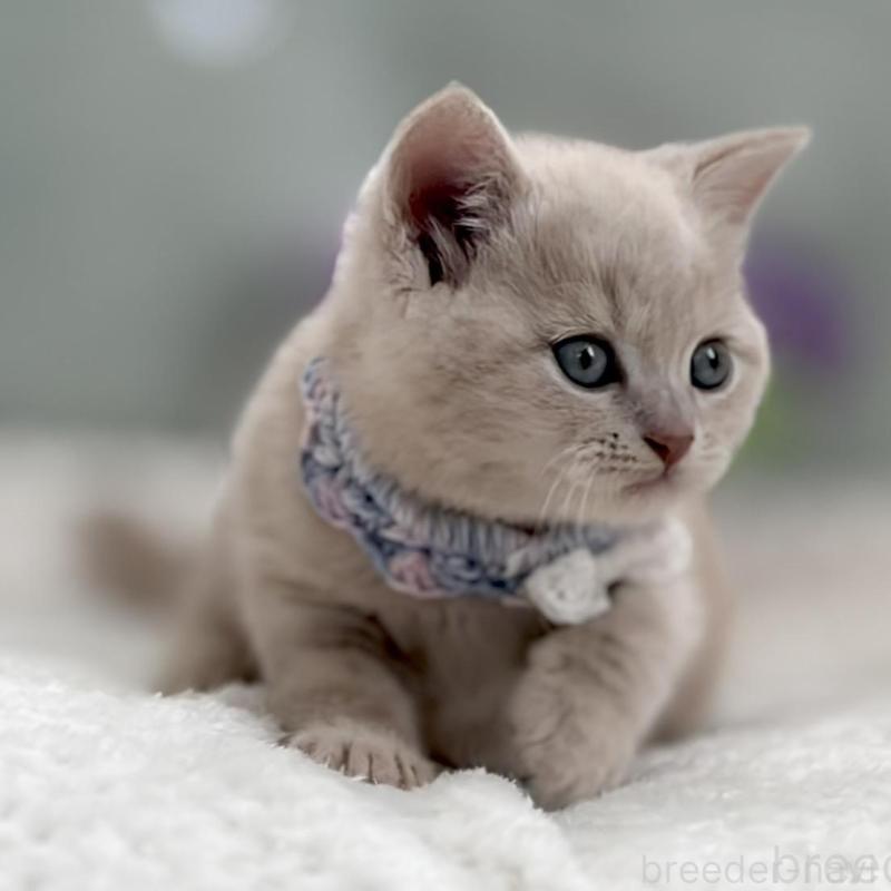 販売中の東京都のマンチカン-138245の5枚目