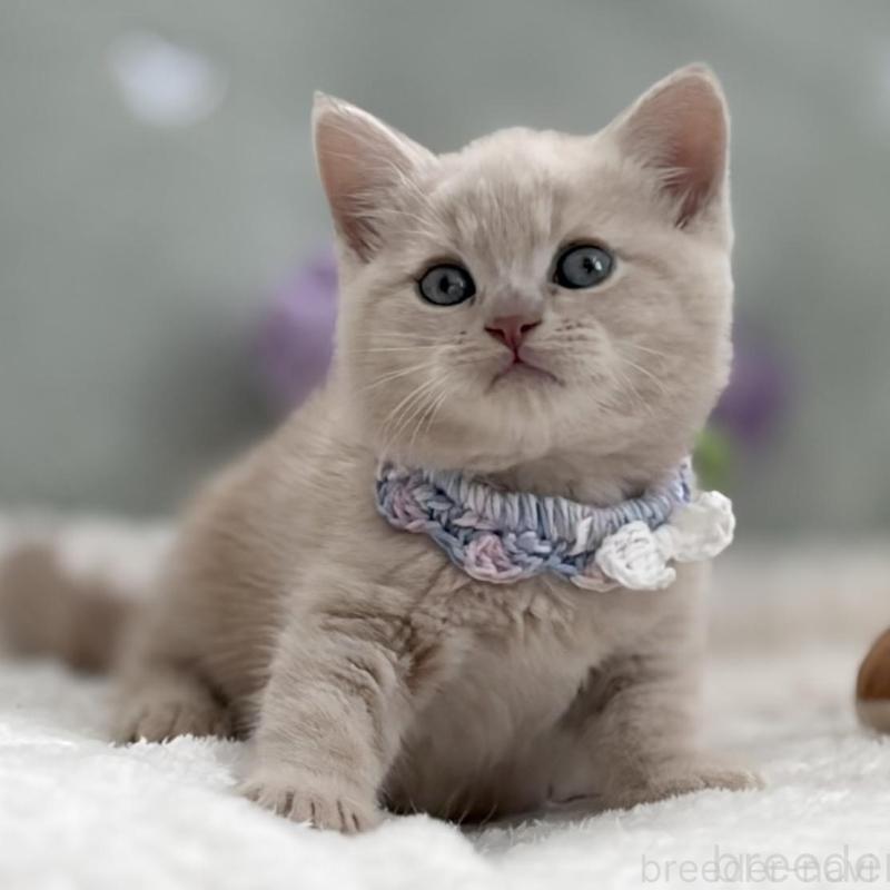 販売中の東京都のマンチカン-138245の4枚目