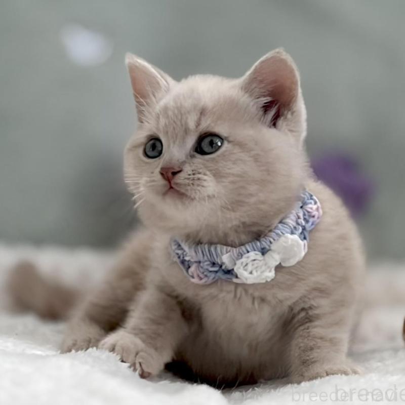 販売中の東京都のマンチカン-138245の3枚目