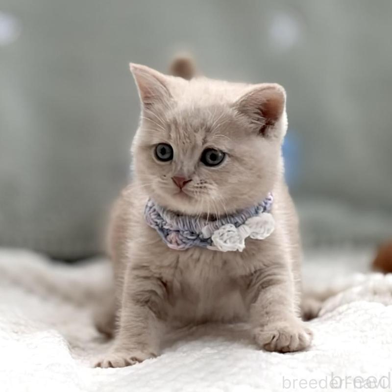 販売中の東京都のマンチカン-138245の2枚目