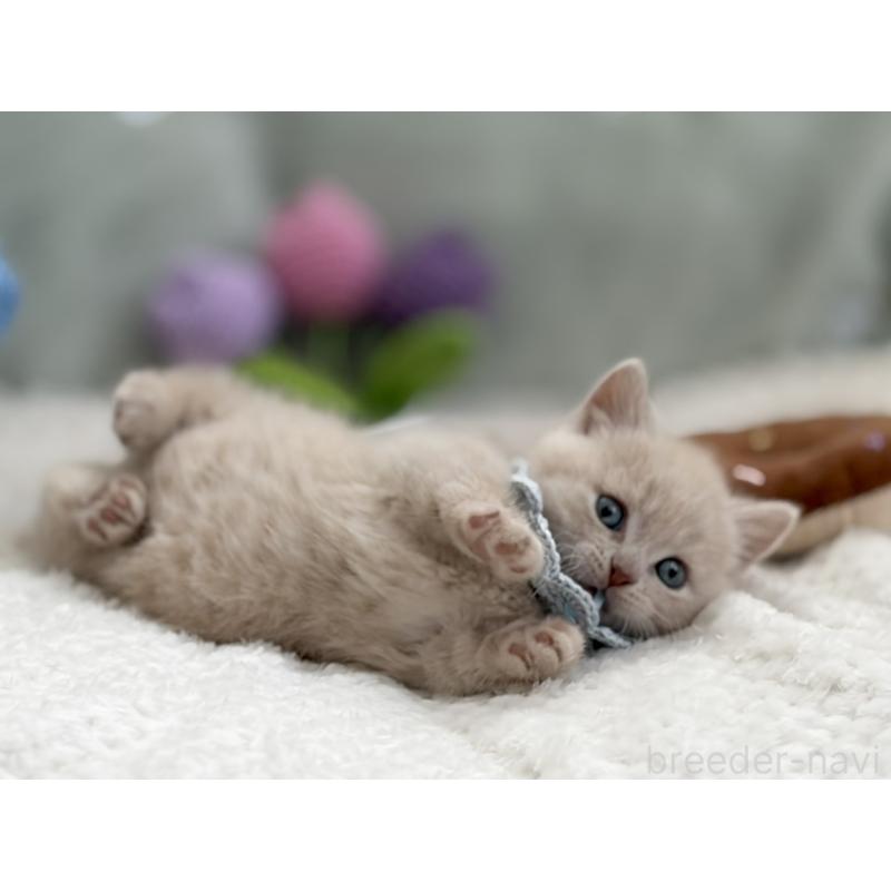 販売中の東京都のマンチカン(短足)-138247の12枚目