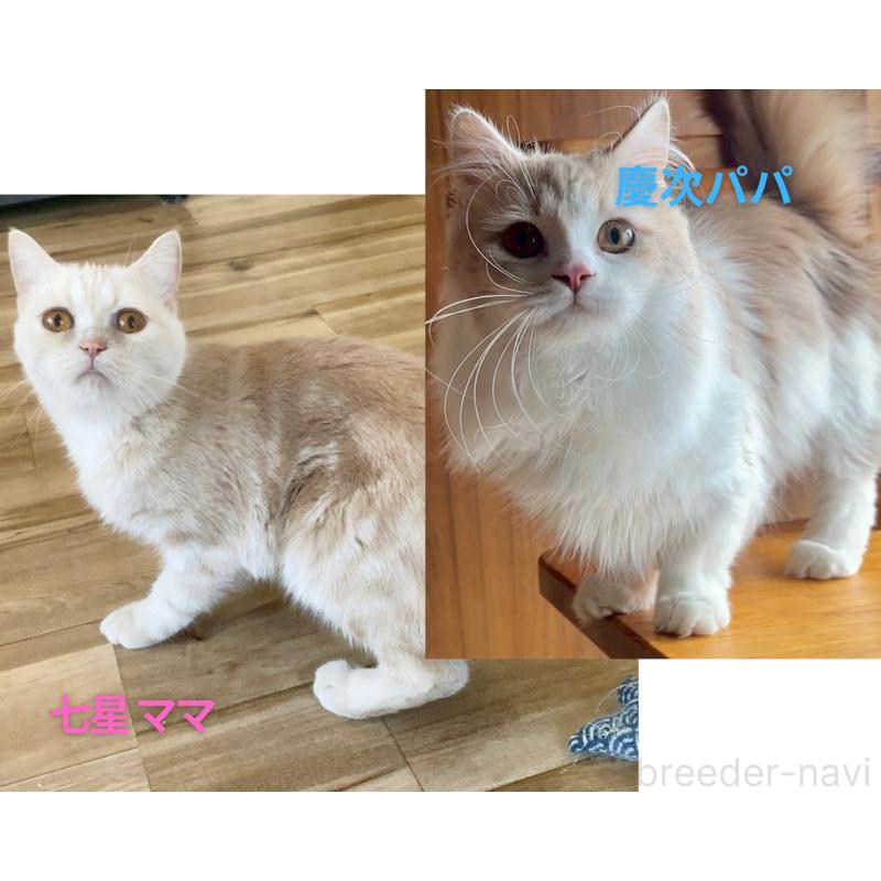 販売中の岐阜県のマンチカン-138246の5枚目