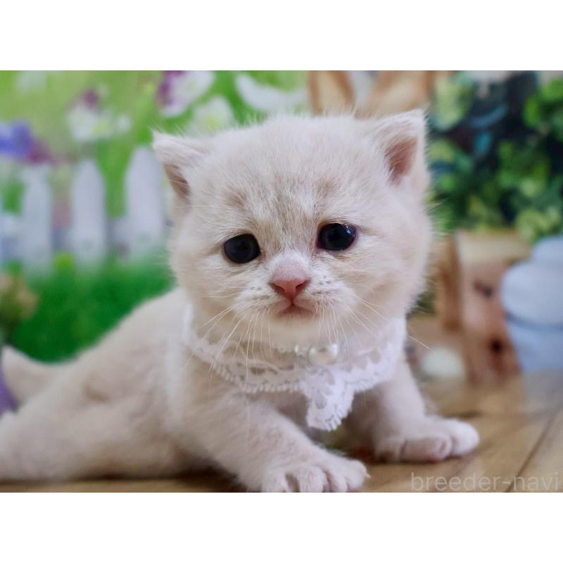 販売中の岐阜県のマンチカン-138246の4枚目