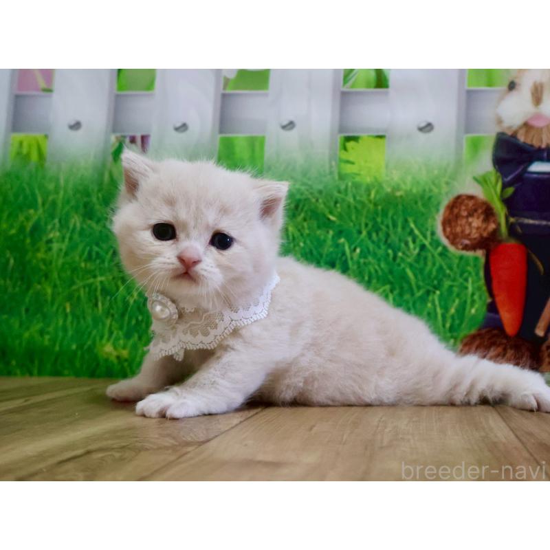 販売中の岐阜県のマンチカン-138246の3枚目