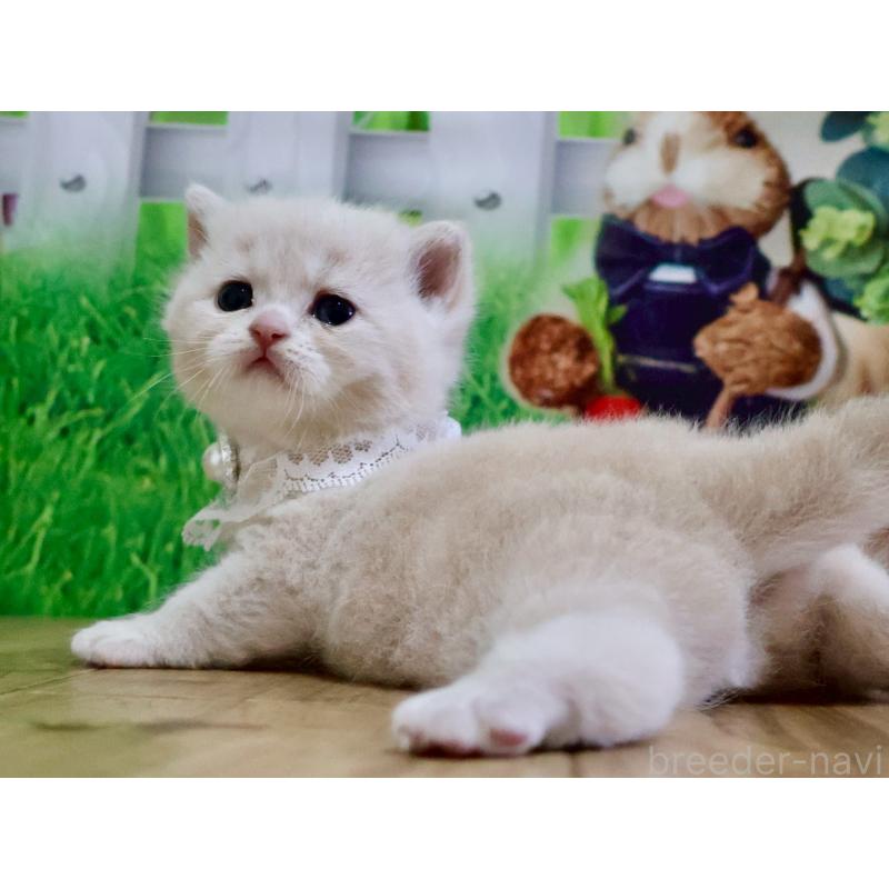 販売中の岐阜県のマンチカン-138246の2枚目