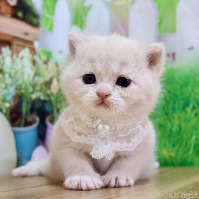 販売中ののマンチカン-138246