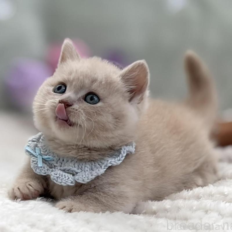 販売中の東京都のマンチカン(短足)-138247の10枚目