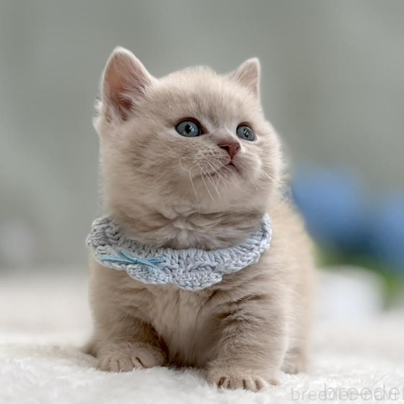 販売中の東京都のマンチカン(短足)-138247の9枚目