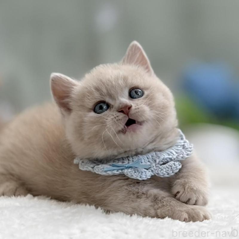 販売中の東京都のマンチカン(短足)-138247の8枚目