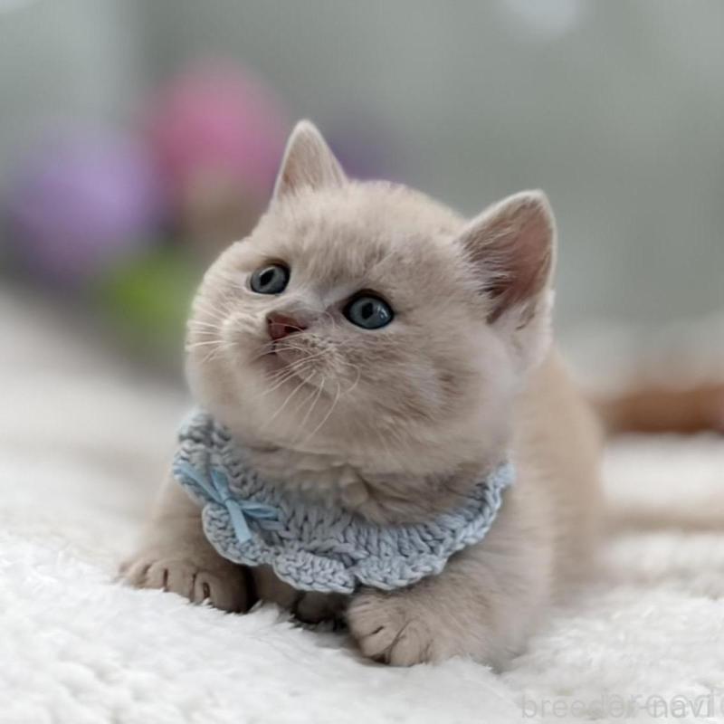 販売中の東京都のマンチカン(短足)-138247の7枚目