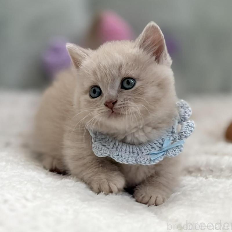 販売中の東京都のマンチカン(短足)-138247の6枚目