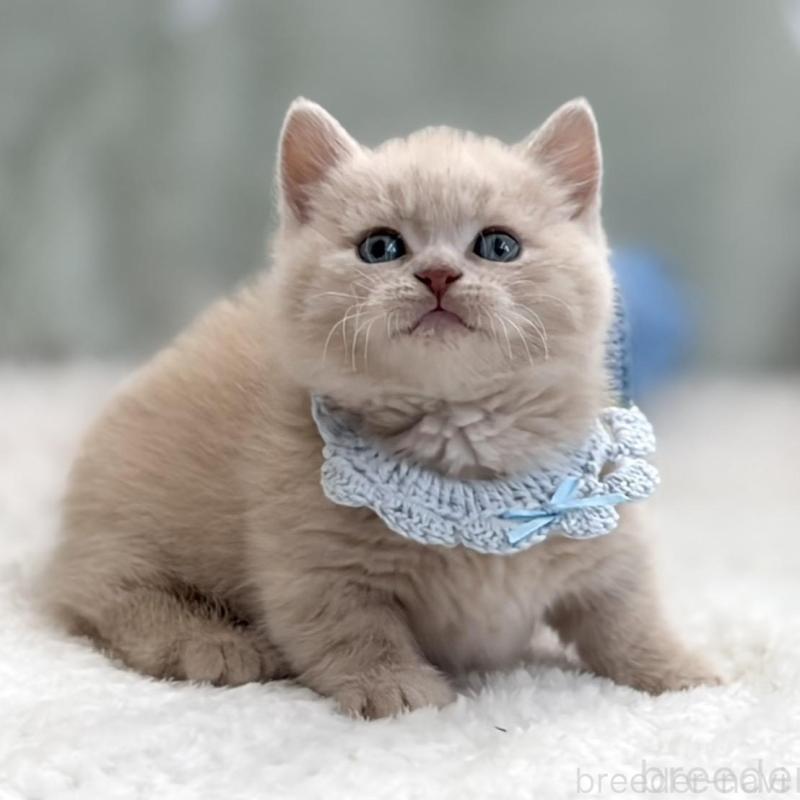 販売中の東京都のマンチカン(短足)-138247の5枚目