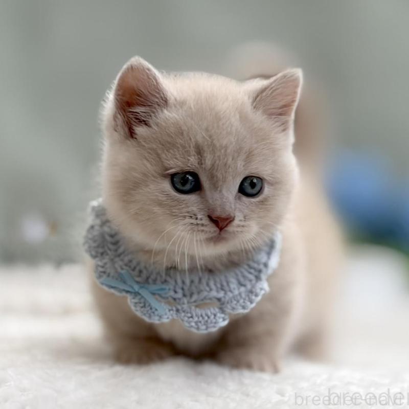 販売中の東京都のマンチカン(短足)-138247の4枚目