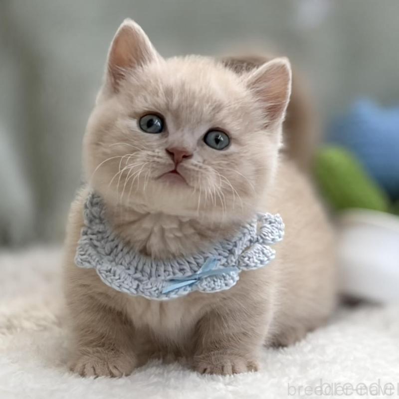 販売中の東京都のマンチカン(短足)-138247