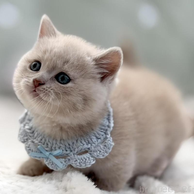 販売中の東京都のマンチカン(短足)-138247の2枚目