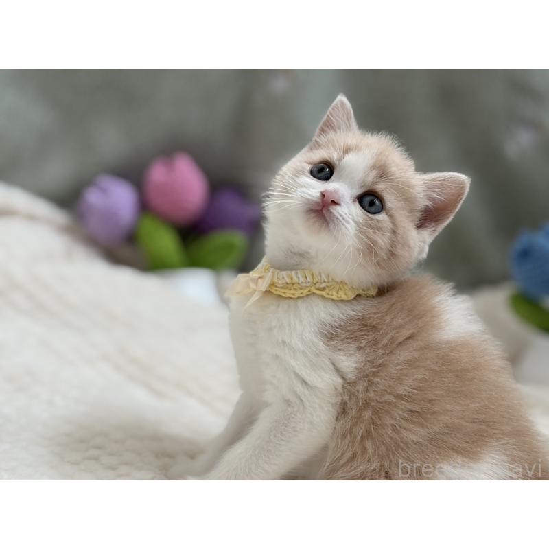 商談中の東京都のマンチカン-138248の9枚目