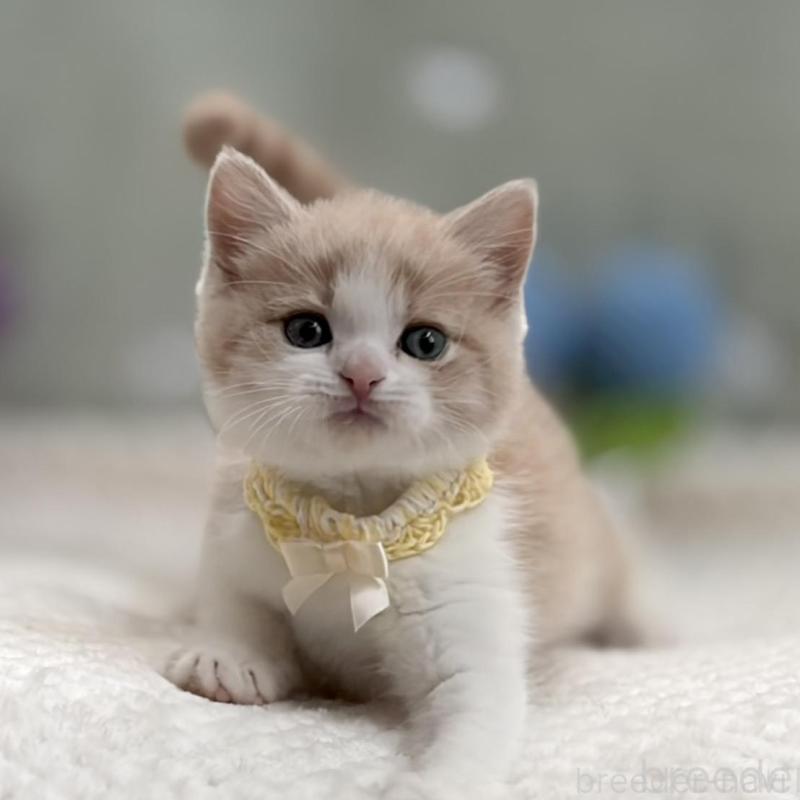 商談中の東京都のマンチカン-138248の8枚目