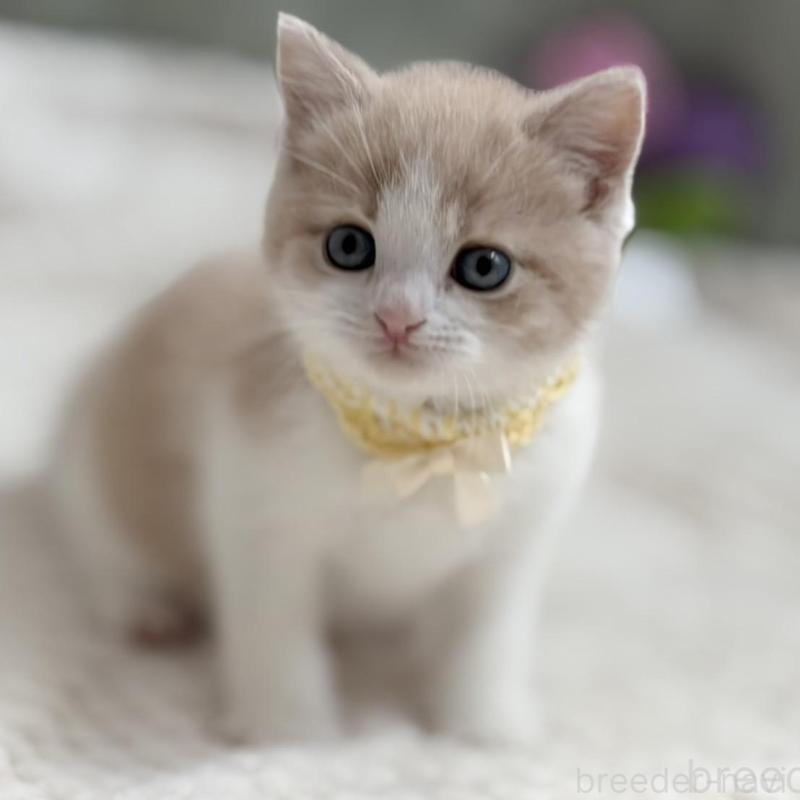 商談中の東京都のマンチカン-138248の7枚目