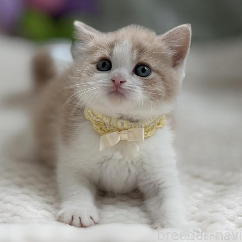 商談中の東京都のマンチカン-138248の6枚目