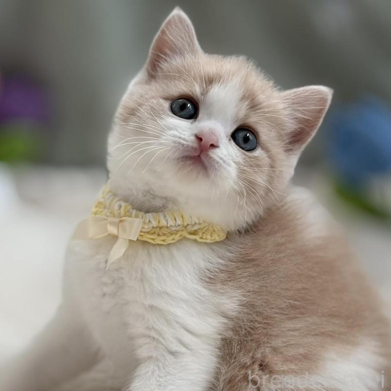 商談中の東京都のマンチカン-138248の5枚目