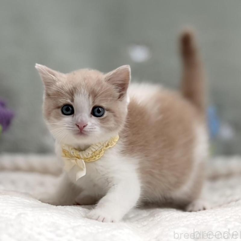 商談中の東京都のマンチカン-138248の4枚目