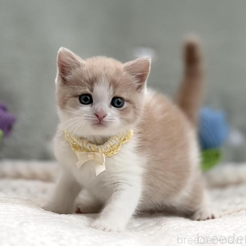 商談中の東京都のマンチカン-138248の3枚目