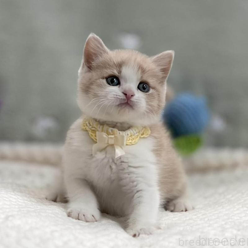 商談中の東京都のマンチカン-138248の2枚目