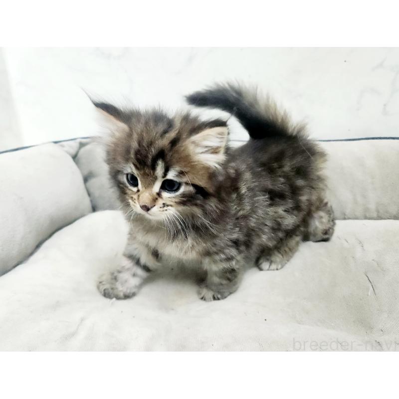 販売中の北海道のノルウェージャンフォレストキャット-138249の7枚目