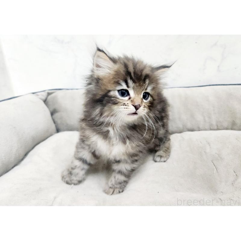 販売中の北海道のノルウェージャンフォレストキャット-138249の6枚目