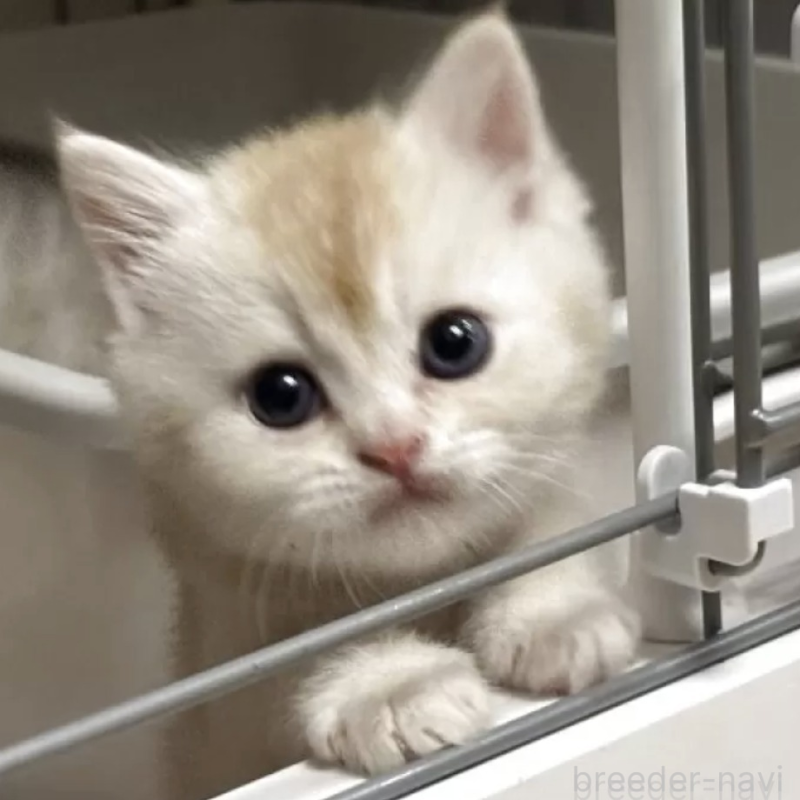 販売中の愛媛県のスコティッシュストレート-138250