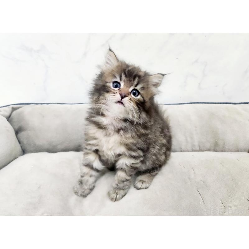 販売中の北海道のノルウェージャンフォレストキャット-138249の5枚目