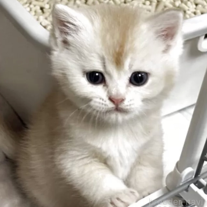 販売中の愛媛県のスコティッシュストレート-138250の2枚目