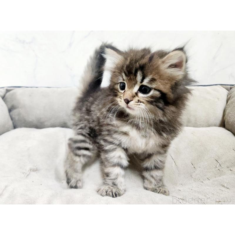 販売中の北海道のノルウェージャンフォレストキャット-138249の4枚目