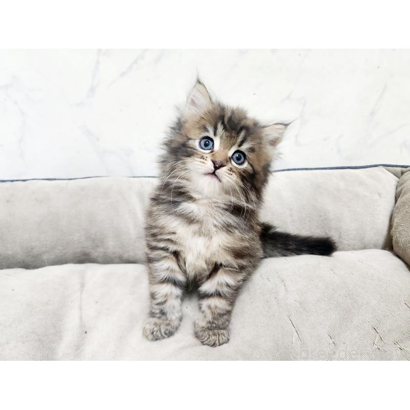 販売中の北海道のノルウェージャンフォレストキャット-138249の3枚目