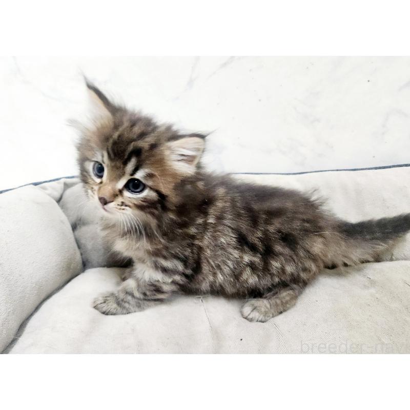 販売中の北海道のノルウェージャンフォレストキャット-138249の2枚目