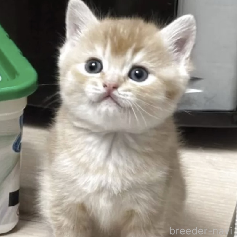 販売中の愛媛県のスコティッシュストレート-138251の1枚目