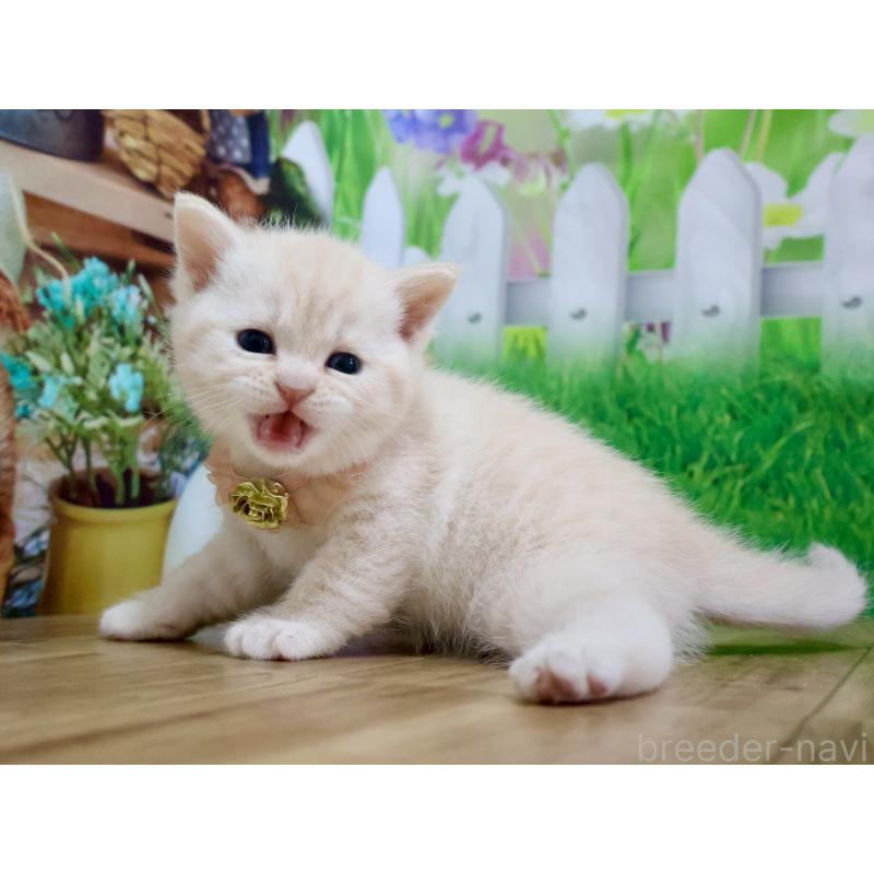 販売中の岐阜県のマンチカン-138252の5枚目