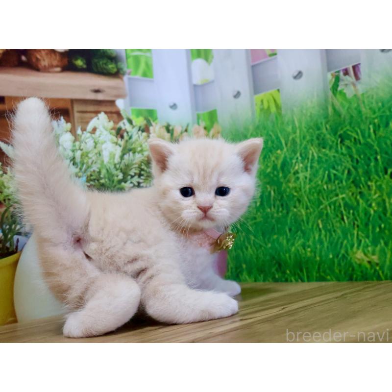 販売中の岐阜県のマンチカン-138252の4枚目