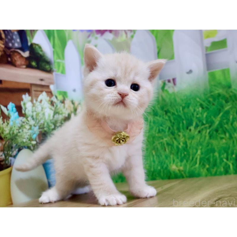 販売中の岐阜県のマンチカン-138252の3枚目