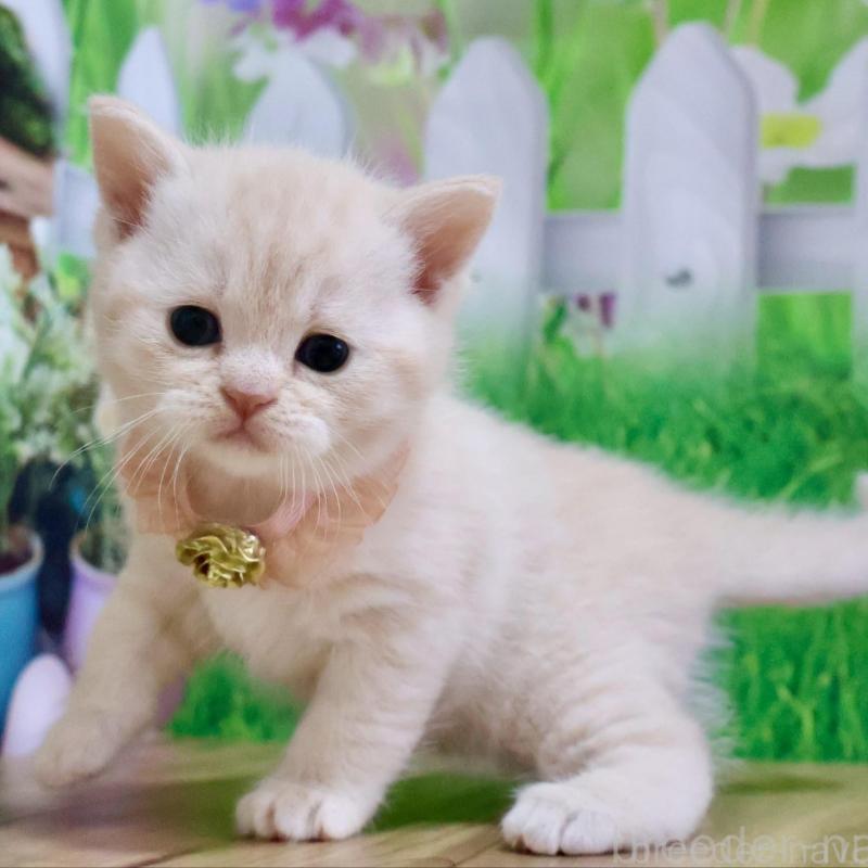 販売中の岐阜県のマンチカン-138252