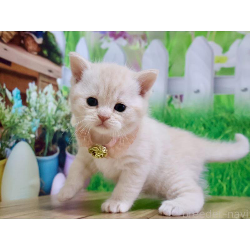 販売中の岐阜県のマンチカン-138252の2枚目