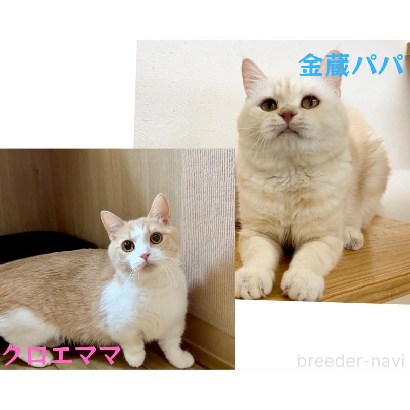 販売中の岐阜県のマンチカン-138254の6枚目