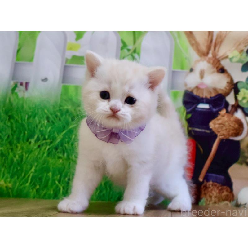 販売中の岐阜県のマンチカン-138254の5枚目