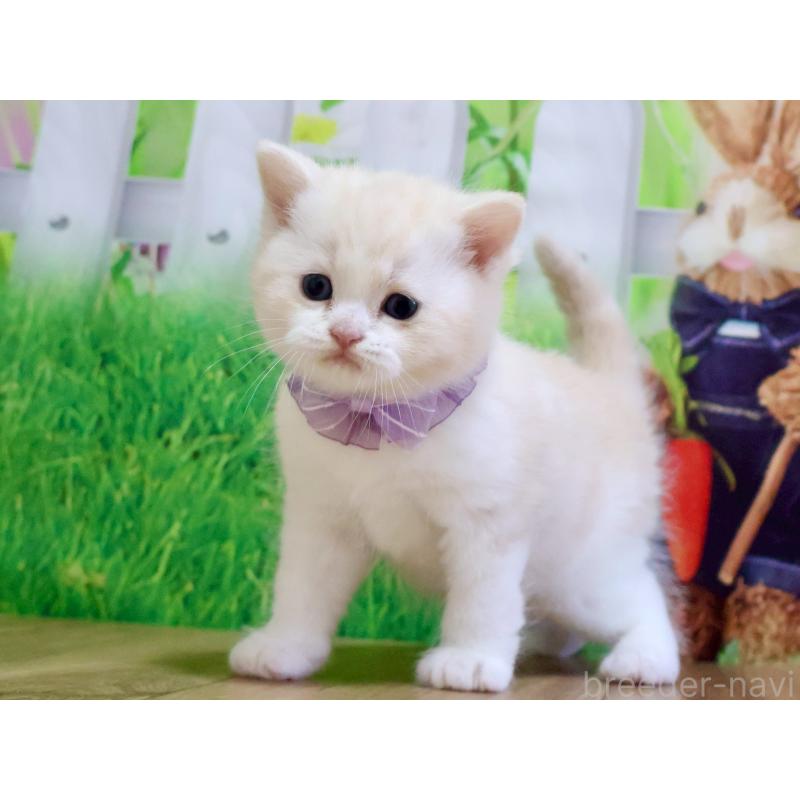 販売中の岐阜県のマンチカン-138254の4枚目