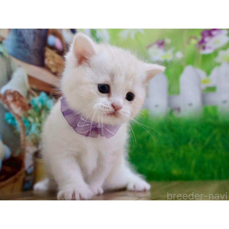 販売中の岐阜県のマンチカン-138254の3枚目