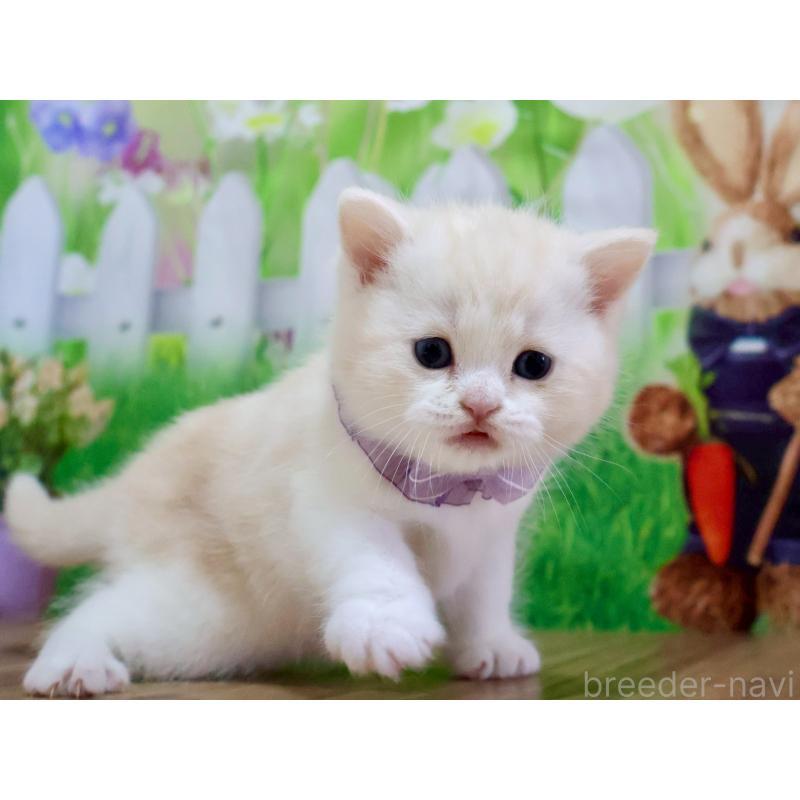 販売中の岐阜県のマンチカン-138254の2枚目